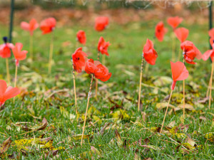 Záhonek s vlčími máky v centru Plzně se zaplňuje, zasadit květ přišel i primátor Baxa