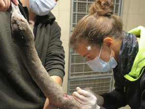 Rybář chytil mladou labuť na háček, který se jí zasekl uvnitř krku. Bez operace by zahynula