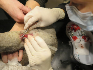 Rybář chytil mladou labuť na háček, který se jí zasekl uvnitř krku. Bez operace by zahynula