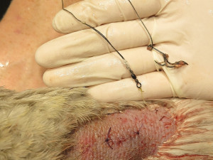 Rybář chytil mladou labuť na háček, který se jí zasekl uvnitř krku. Bez operace by zahynula