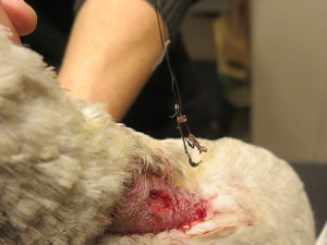 Rybář chytil mladou labuť na háček, který se jí zasekl uvnitř krku. Bez operace by zahynula