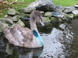 Rybář chytil mladou labuť na háček, který se jí zasekl uvnitř krku. Bez operace by zahynula