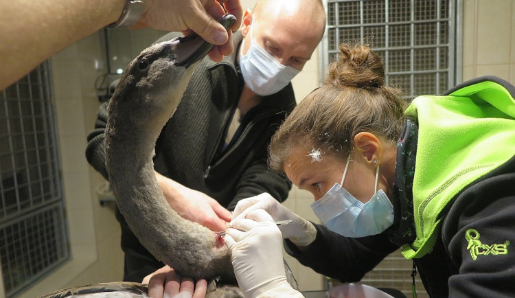 Operace mladé labutě, která spolkla rybářský háček