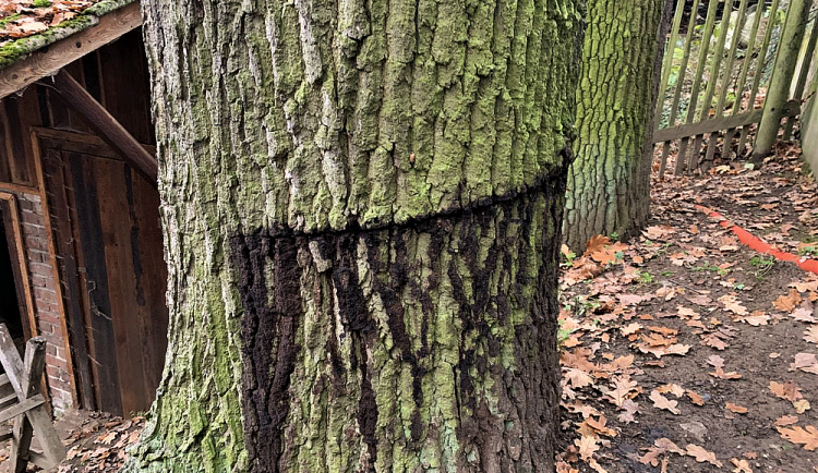 Vandal nařízl do půlky kmen 120 let starého dubu na soukromém pozemku