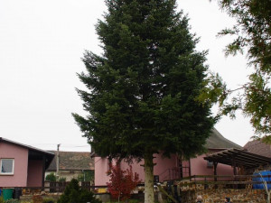 Na tomto místě rostl 60 let letošní plzeňský vánoční strom