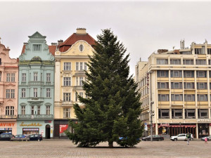 Na svém místě na náměstí Republiky už stojí plzeňská vánoční jedle a čeká na ozdobení