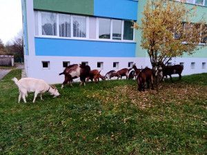 Kozy zabloudily v Plzni k vysokoškolským kolejím, do ohrady je zaháněli strážníci
