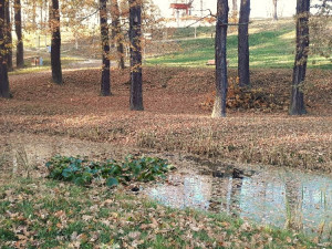 Skončila druhá etapa obnovy Lochotínského parku za 14 milionů korun