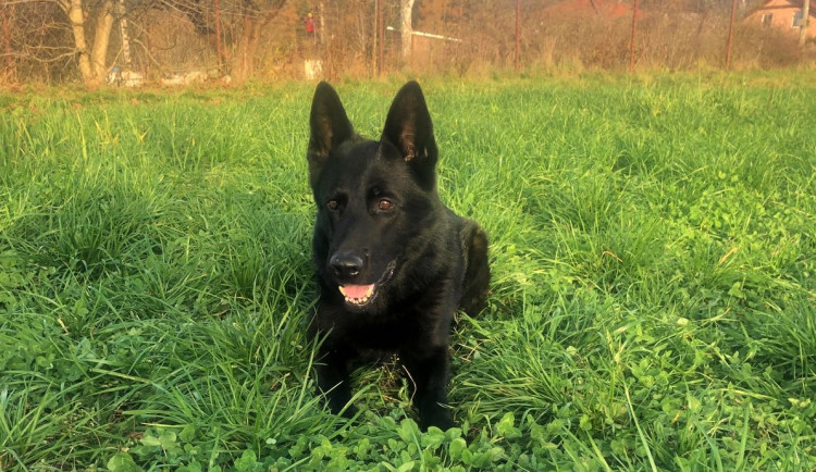 Policejní pes Gorbi bleskově vypátral zloděje