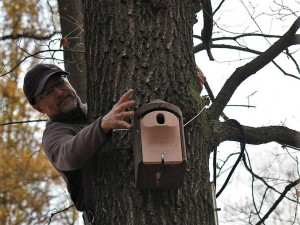 Obnovený Lochotínský pak má nově na stromech i 26 bytelných ptačích budek