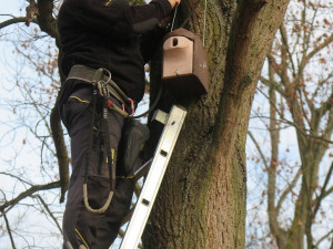 Obnovený Lochotínský pak má nově na stromech i 26 bytelných ptačích budek