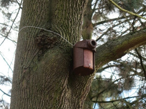 Obnovený Lochotínský pak má nově na stromech i 26 bytelných ptačích budek