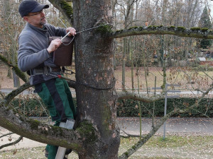 Obnovený Lochotínský pak má nově na stromech i 26 bytelných ptačích budek