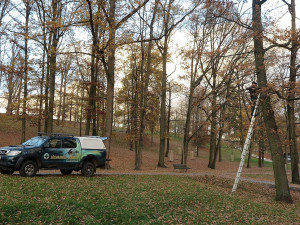 Obnovený Lochotínský pak má nově na stromech i 26 bytelných ptačích budek