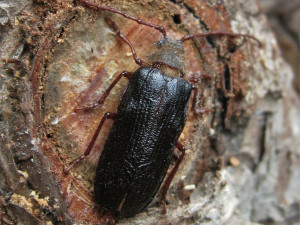 Trnoštítec horský