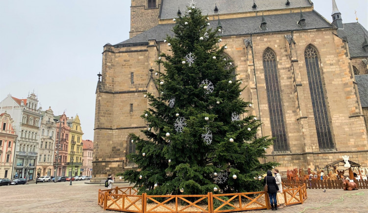 Nazdobený vánoční strom na náměstí Republiky už čeká jen na slavnostní rozsvícení