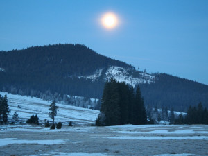 Příroda nejde naplánovat, říká ředitel Národního parku Šumava