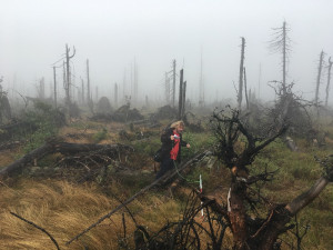 Příroda nejde naplánovat, říká ředitel Národního parku Šumava