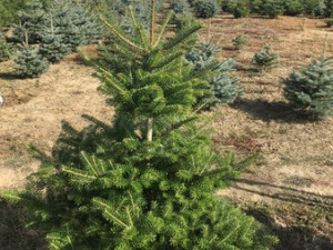 Korejská jedle bude hitem Vánoc