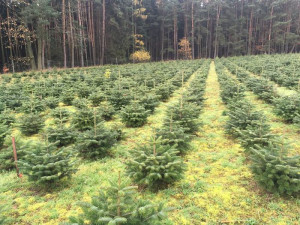 Plantáž vánočních stromů