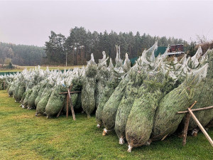 Tyto stromy už čekají na své zákazníky