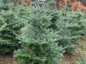 Vánoční stromy rostou na plantážích