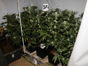 Dva byty a dvě profesionální pěstírny konopí, policisté zde objevili přes 200 rostlin