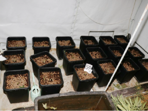 Dva byty a dvě profesionální pěstírny konopí, policisté zde objevili přes 200 rostlin