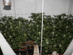 Dva byty a dvě profesionální pěstírny konopí, policisté zde objevili přes 200 rostlin