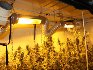 Dva byty a dvě profesionální pěstírny konopí, policisté zde objevili přes 200 rostlin