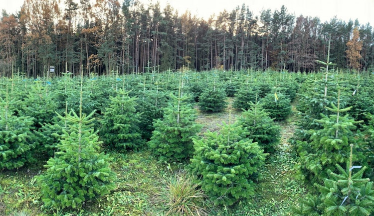 Zákazníci si mohli v říjnu vybrat na plantáži svůj vánoční strom, teď se začnou řezat
