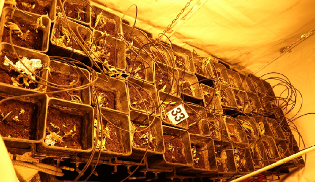 Dva byty a dvě profesionální pěstírny konopí, policisté zde objevili přes 200 rostlin