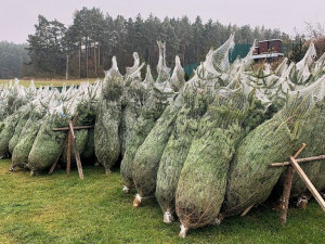Zloděj odcizil z areálu klatovské firmy 21 vánočních stromků připravených k prodeji