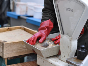 Vánočních kaprů bude stejně jako vloni, rybí maso je u Čechů stále populárnější