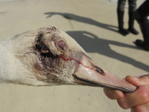 Navzdory těžkému poranění hlavy zimuje mladá labuť s hendikepem s ostatními ptáky
