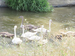 Labutí rodina při letním kroužkování