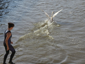 Vypouštění okroužkované zraněné labutě