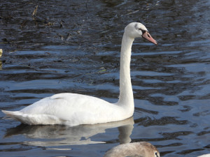 Navzdory těžkému poranění hlavy zimuje mladá labuť s hendikepem s ostatními ptáky
