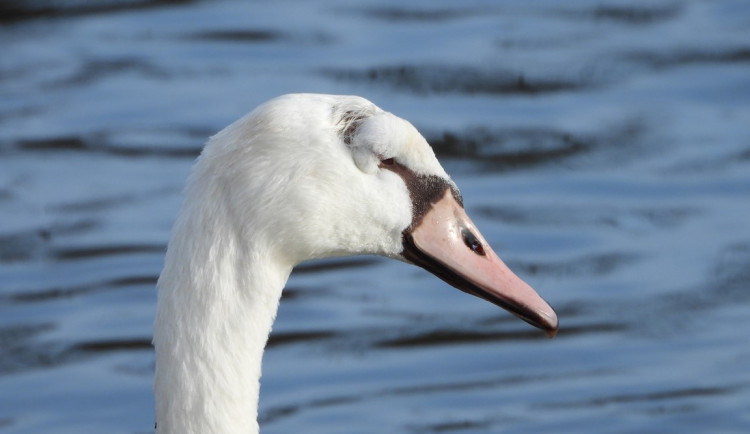 Těžké zranění hlavy se mladé labuti zahojilo, oko ale zůstalo nefunkční