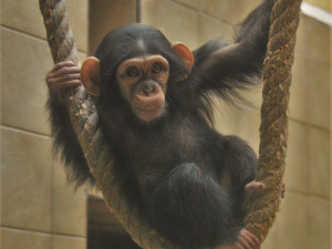 Klenot plzeňské zoo slaví své první narozeniny, Caila roste jako z vody