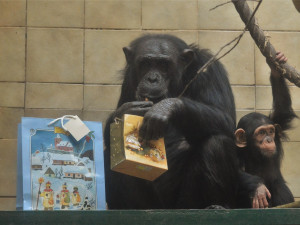 Klenot plzeňské zoo slaví své první narozeniny, Caila roste jako z vody