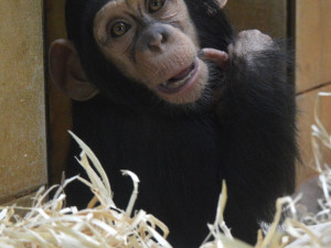 Klenot plzeňské zoo slaví své první narozeniny, Caila roste jako z vody