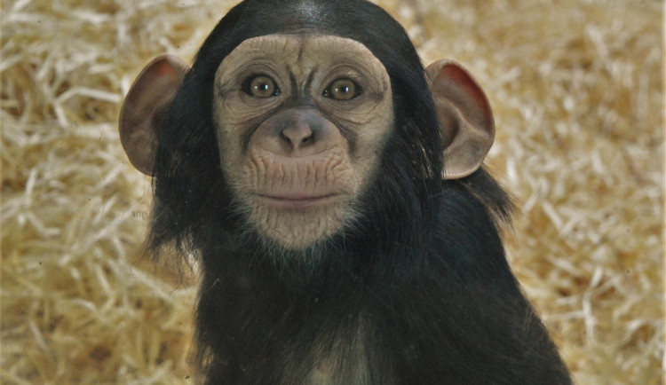 Klenot plzeňské zoo slaví své první narozeniny, Caila roste jako z vody