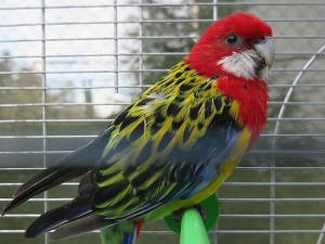 Papouška odchytila v mrazu pohotová žena, rozela teď čeká v Plzni na svého majitele