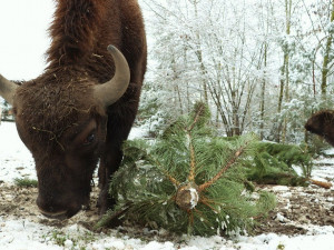 Zvířata v plzeňské zoo si pochutnávají jen na těch vánočních stromcích, které obchodníci neprodali