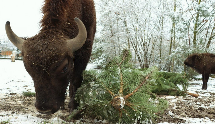 Na neprodaných vánočních stromcích si v plzeňské zoo pochutnávají například zubři