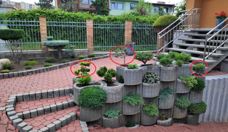 Červený kroužek na fotografii označuje bonsaje, které zloděj odcizil