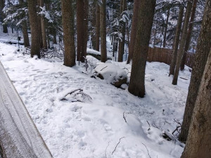 U vlčího výběhu v Srní zase lidé chodí i přes zákaz mimo vyznačené cesty až k plotu, aby se dostali k vlkům co nejblíž