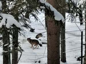 Vlci jsou dobře vidět i vyznačených cest