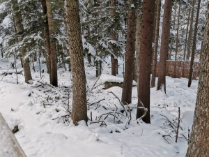 U vlčího výběhu v Srní zase lidé chodí i přes zákaz mimo vyznačené cesty až k plotu, aby se dostali k vlkům co nejblíž
